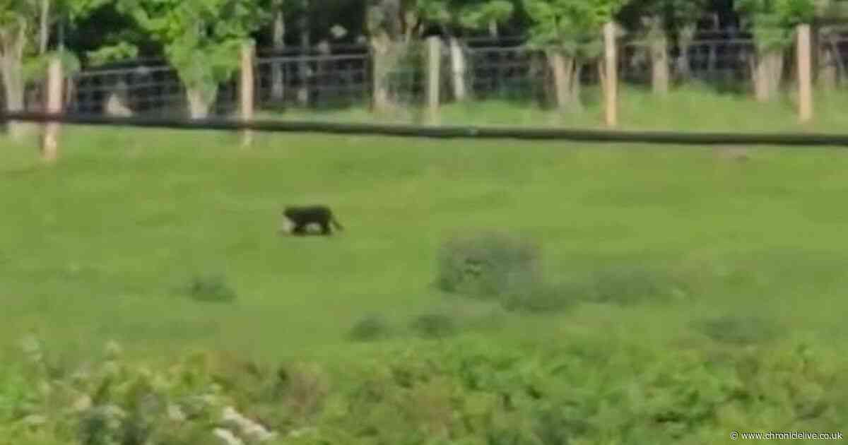 'Black panther' spotted roaming Northumberland countryside leaving holidaymakers stunned