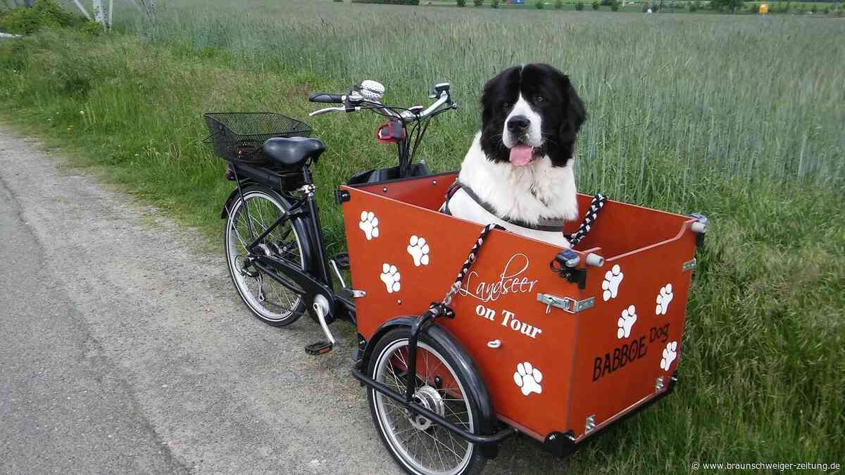 Die schönsten 20 Fotos mit der Landseerhündin Chica