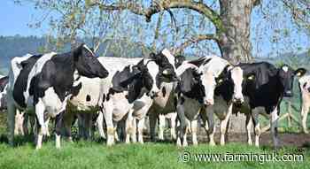 Over 650 dairy cattle to be auctioned at two major dispersals