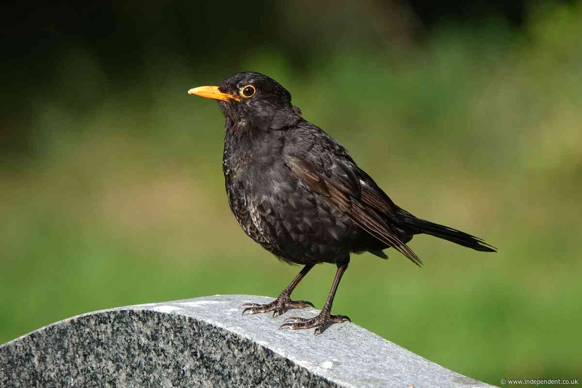 Blackbirds under new threat after new mosquito-born disease arrives in UK