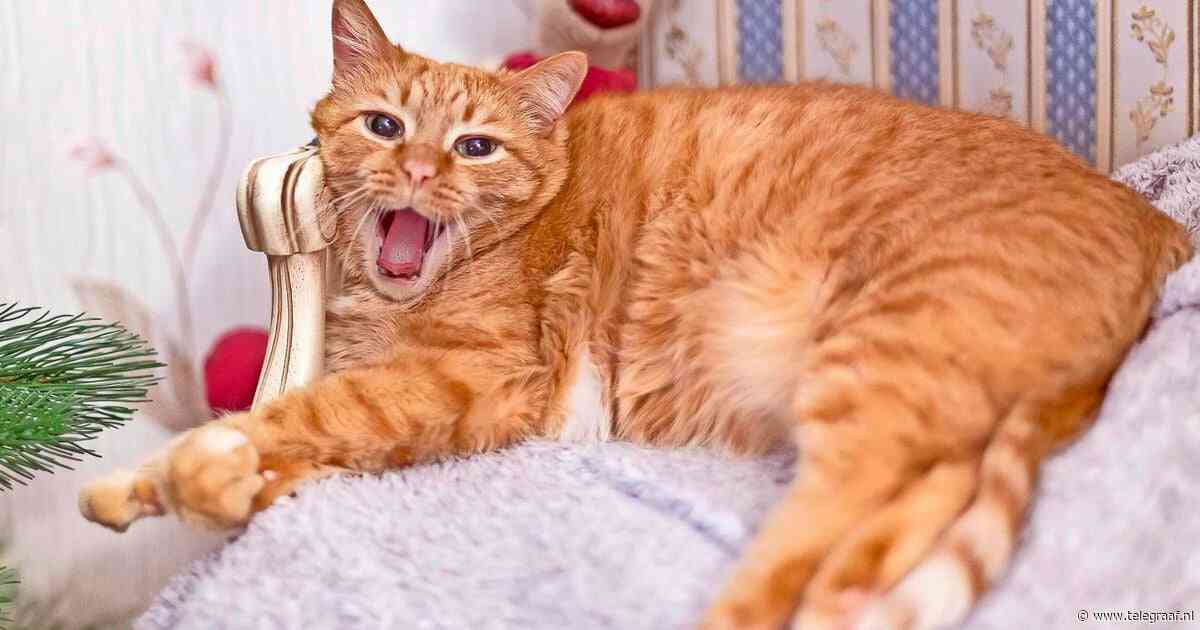 Na decennialang onderzoek ontrafelen wetenschappers het genetisch geheim achter roodharige katten