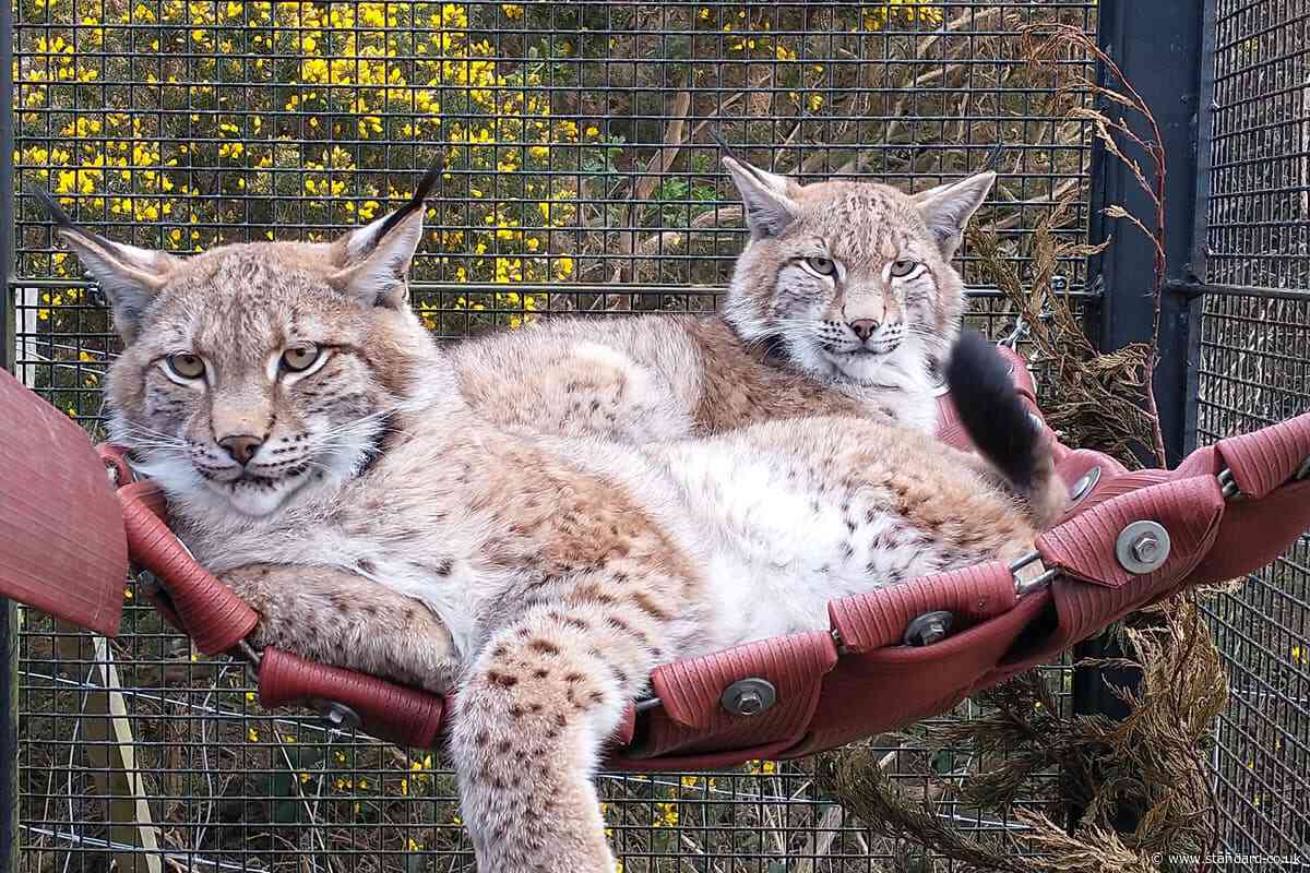Lynx abandoned in the Cairngorms settle in at their new home