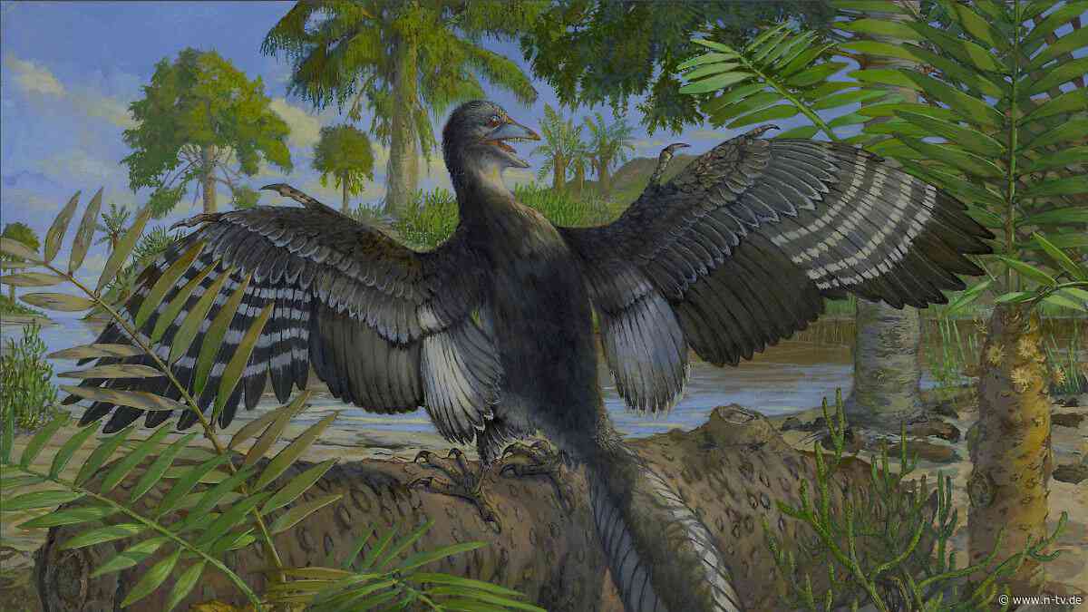 Präzise Analyse der Anatomie: Neuer Hinweis, dass Archaeopteryx fliegen konnte