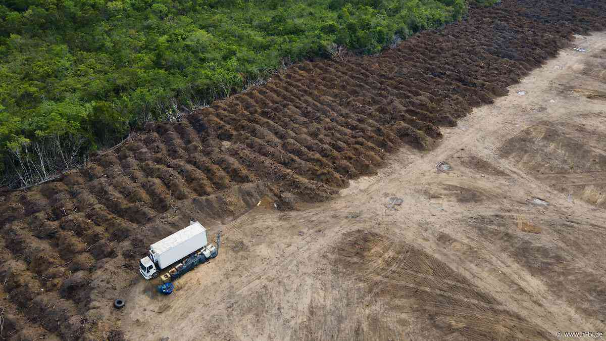 Ziel "Null-Abholzung" bis 2030: Entwaldung in Brasilien geht deutlich zurück