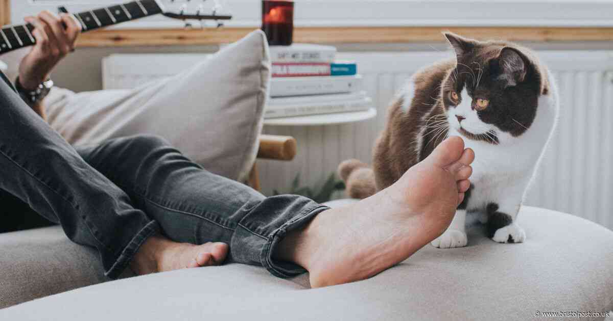 Cat specialist explains why your pet bites your ankle and why you shouldn't scream