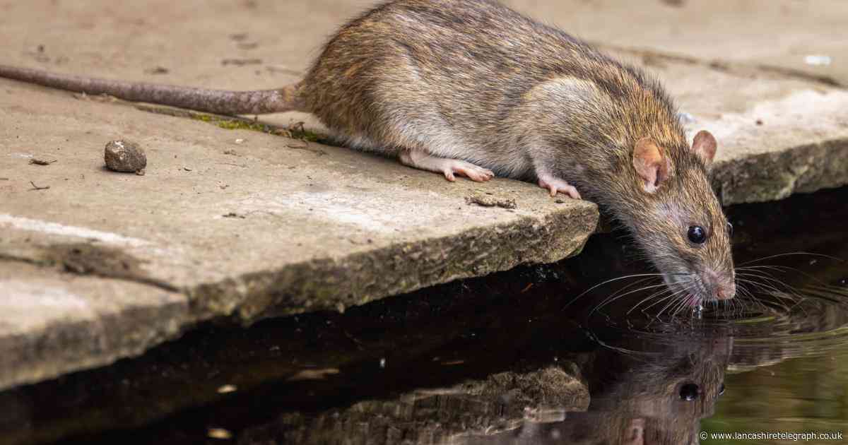 Property expert reveals true cost of rat infestations and it's more than £50k