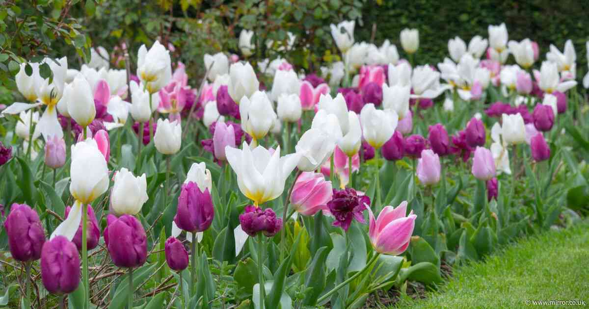 Monty Don's 5-minute gardening job ensures tulips 'come back bigger next year'