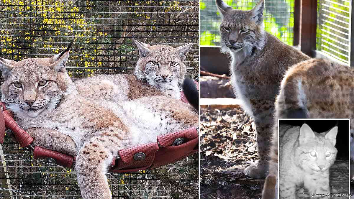 Abandoned lynx have a new home just a few miles from where they were found in the Highlands