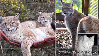 Abandoned lynx have a new home just a few miles from where they were found in the Highlands