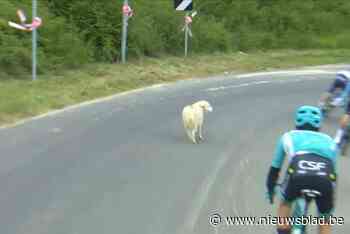 VIDEO. Dat was close: hond loopt de weg op in afdaling terwijl Giro-kopgroep passeert