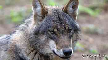 Gelderland mag 'probleemwolf' doodschieten, oordeelt rechtbank