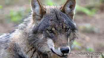 Gelderland mag 'probleemwolf' doodschieten, oordeelt rechtbank