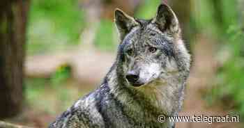 Wolf die hardloper beet mag van rechter worden doodgeschoten