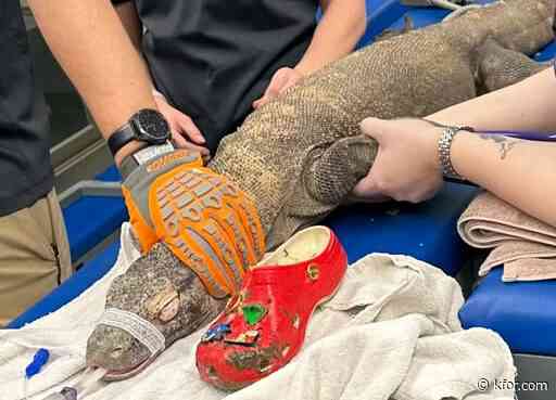 Komodo dragon eats shoe thrown into zoo exhibit