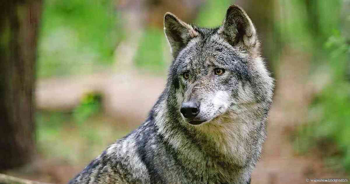 Wolf die hardloper beet mag van rechter worden doodgeschoten