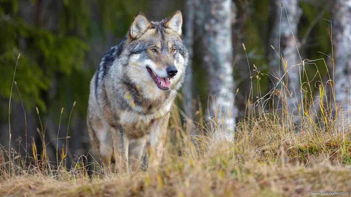 Wolf die hardloper beet op Hoge Veluwe mag van rechter worden gedood