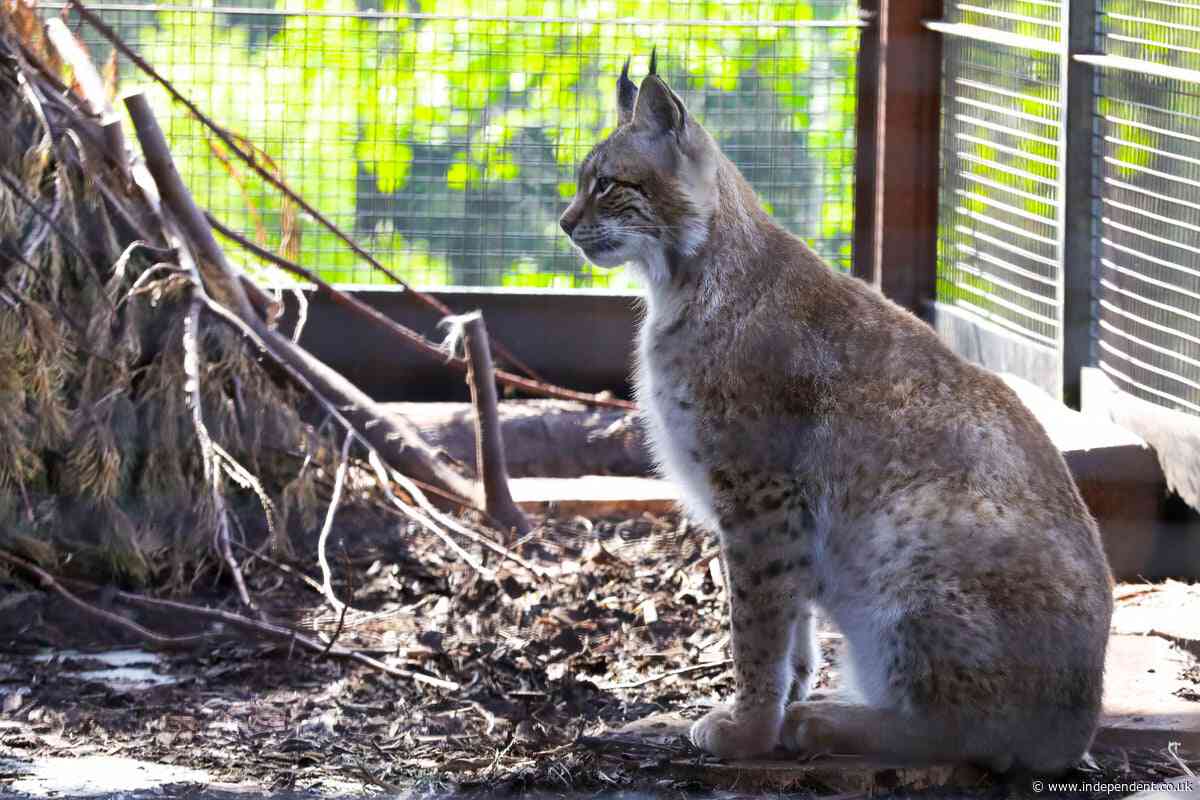 Lynx illegally abandoned in Scottish Highlands find their new home