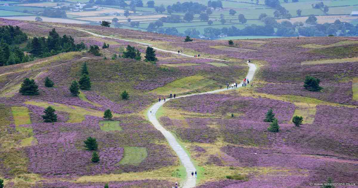 Dreamy heather-covered 'gloriously lumpy, bumpy' landscape named one of 'best places to live'