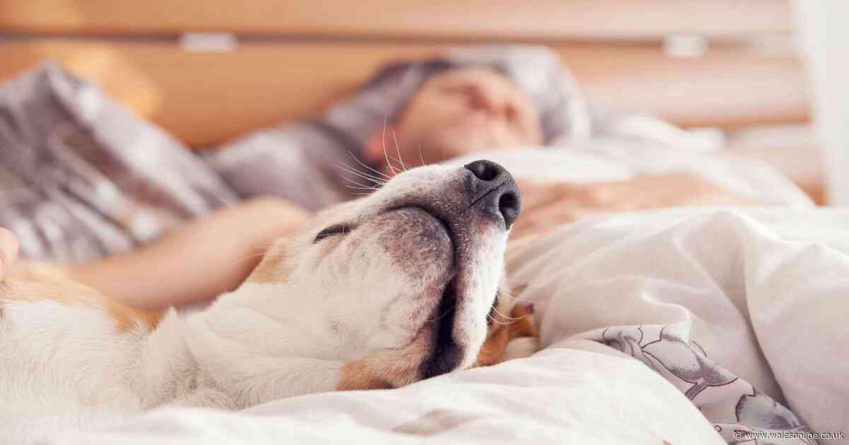 Famous breed of dog is dying out with barely any puppies born