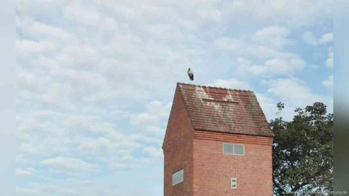 Gifhorner Storchendrama: Landkreis genehmigte drastischen Eingriff