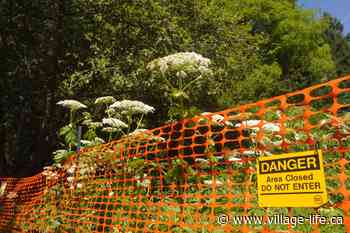 Heading outdoors in Ontario? Learn how to spot one of Canada’s most dangerous plants
