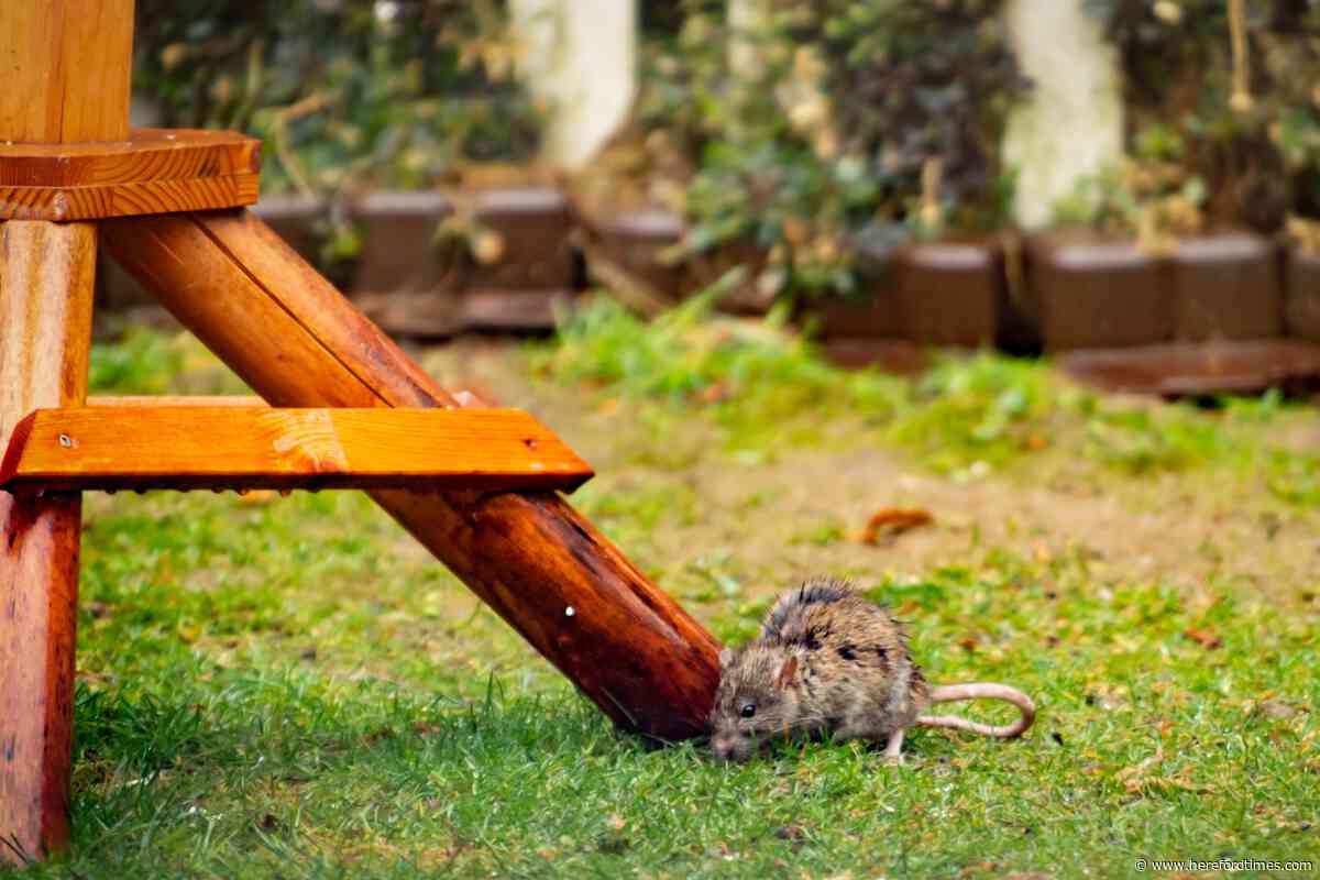 Have you found rats in your house or garden? What to do if you see rodents