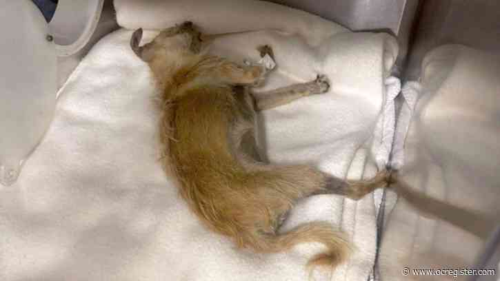 San Jose mayor calls for reforms after latest animal shelter death