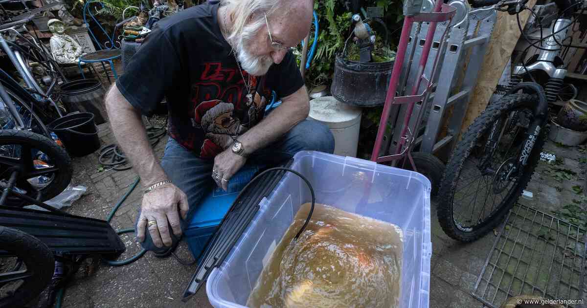 Piet verloor zijn karpers door peukenafval, Jip schiet te hulp