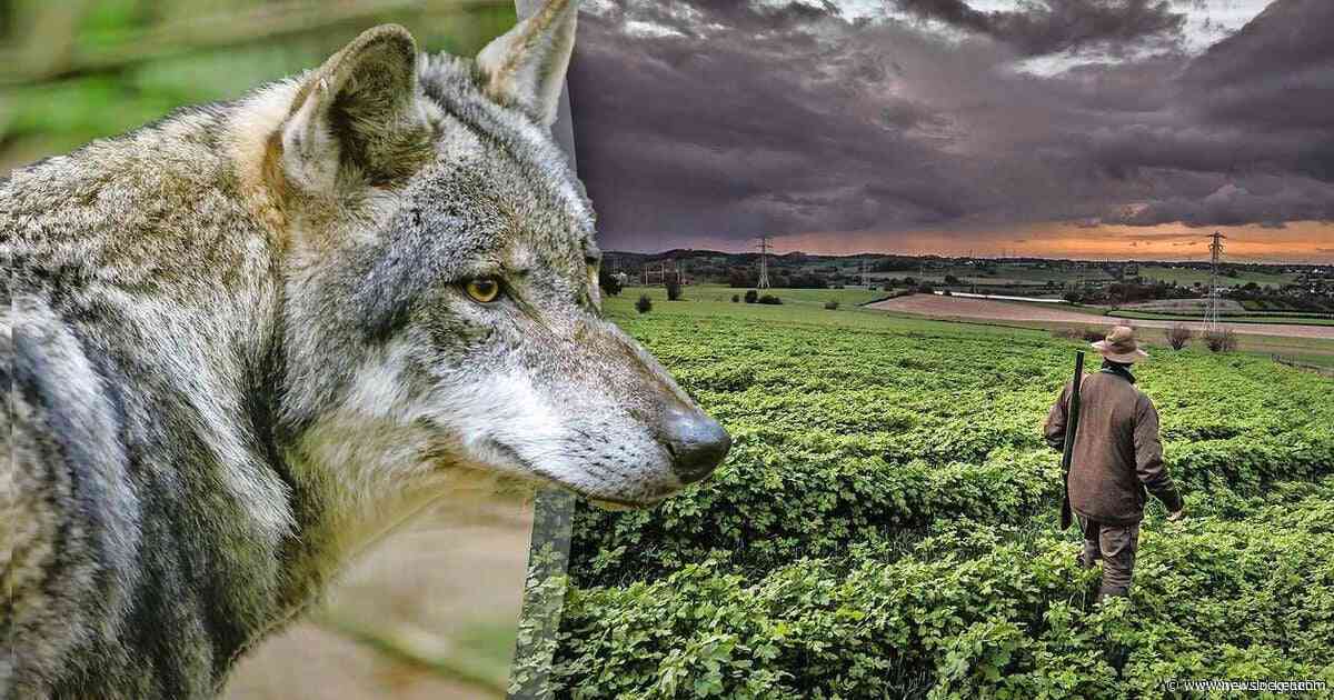 Jagers geven bijtende probleemwolf Hubertus geen kans: ’We gaan van zo dichtbij mogelijk schieten’