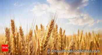 Wheat procurement hits 28.66 million tonne, surpasses last year ahead of target deadline