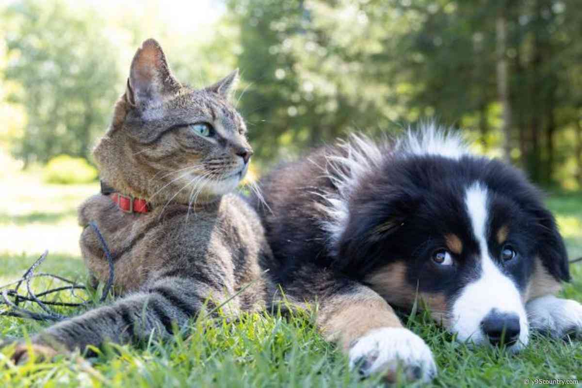 Cheyenne Animal Shelter Letting You Name Your Price On Adoptions