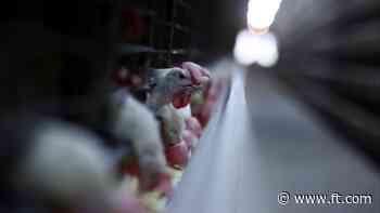 China suspends chicken imports from Brazil due to detection of bird flu