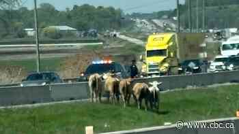 Cows run loose on highway north of Toronto, causing traffic chaos, police say