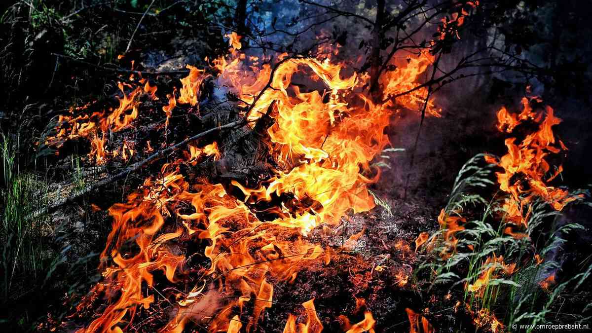 Wéér brand in Oisterwijkse bossen, vuur vermoedelijk aangestoken