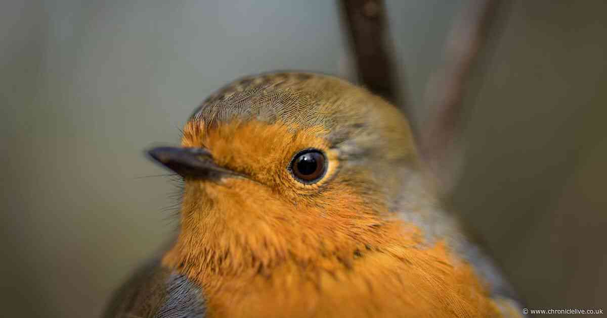 Gardeners urged to take vital action to support robins, blackbirds and more wildlife