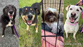 Volunteers in Kenora, Ont., seeking foster homes for cats, dogs from Wabaseemoong