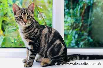 Cat owners in one area of Wales told to keep pets indoors after 'red alert'