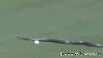 Golfer's terrified reaction as huge snake forces delay at PGA Championship