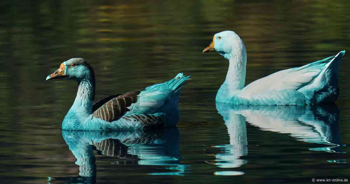 Brasilien: Blau gefärbte Tiere nach Chemieunfall in See