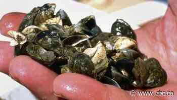 Alberta fighting 'tiny invasive species' with mandatory watercraft inspections
