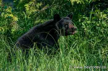Big penalties for providing bear hunting services without licence
