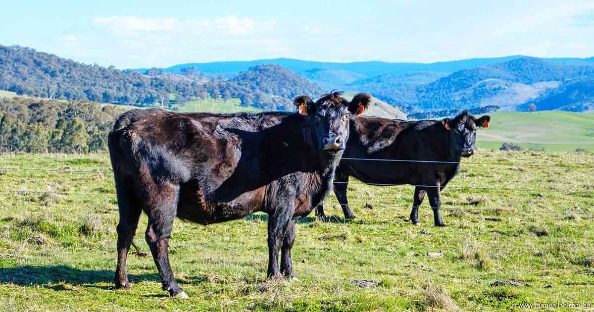 Water rich High Country grazing property at Corryong to go under the hammer