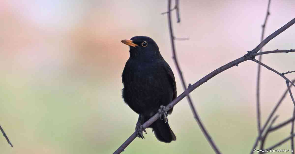 Warning to anyone with blackbirds in their garden