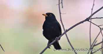 Warning to anyone with blackbirds in their garden