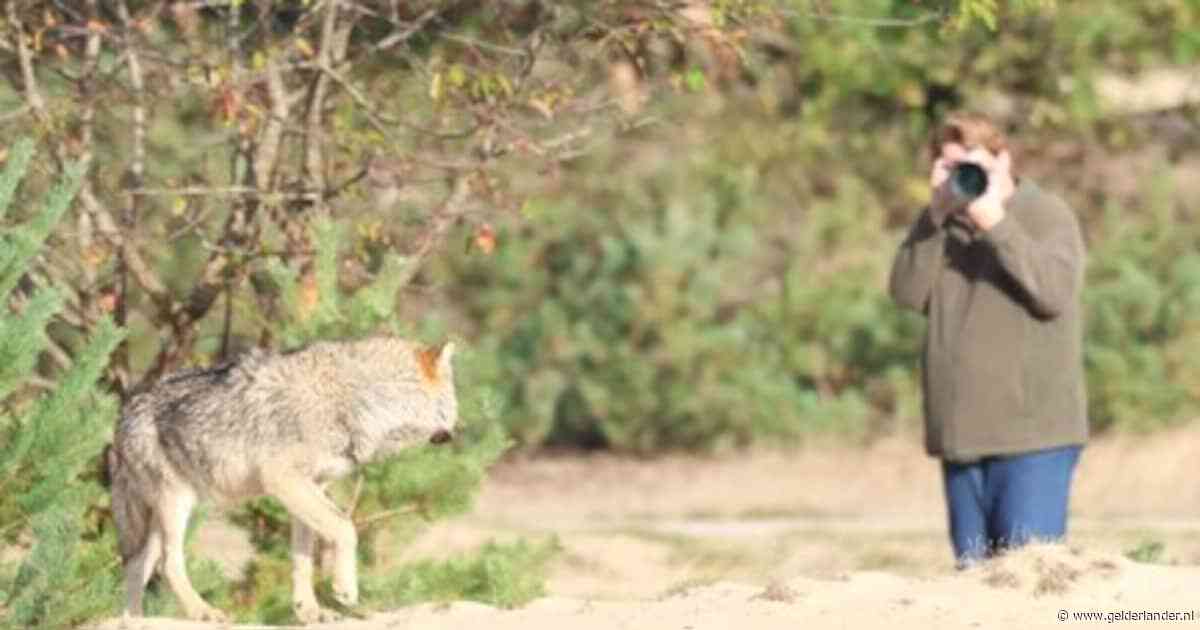Voorstanders wolf woedend dat ‘Hubertus’ geschoten mag worden op Hoge Veluwe