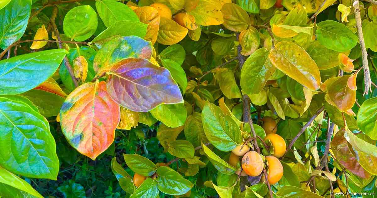 Discovery of a new tree could lead to a planting | In Fiona's Garden