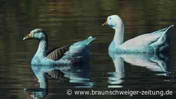 Blau gefärbte Enten in Brasilien aus Teich gerettet