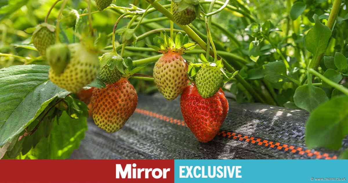 Strawberries will grow better in your garden if you do one simple thing