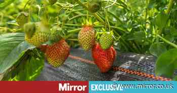 Strawberries will grow better in your garden if you do one simple thing