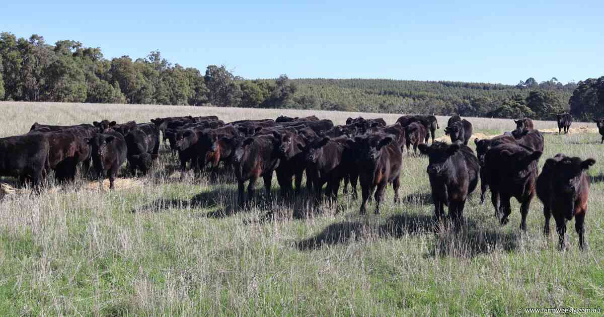 Quality line-up and a full yarding expected at this upcoming store sale